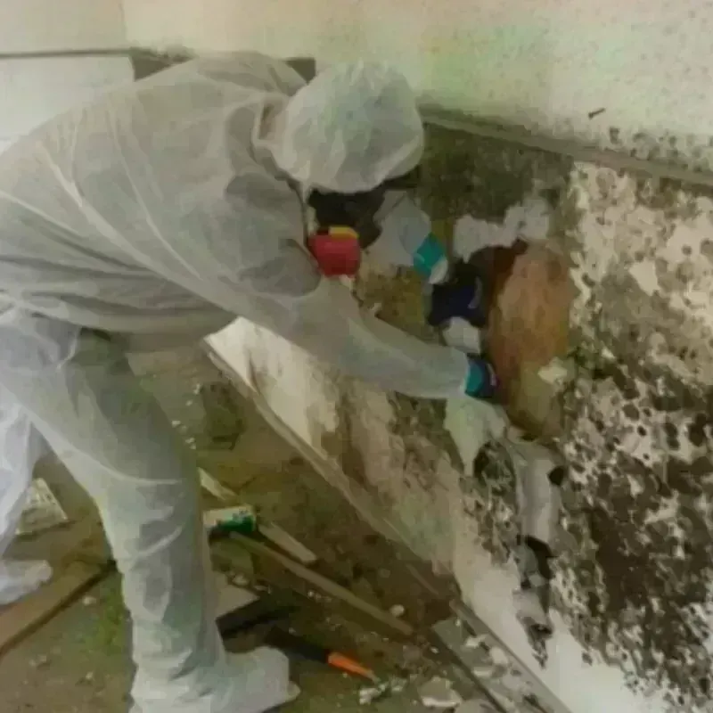 Mold Remediation and Removal in Uniontown, OH